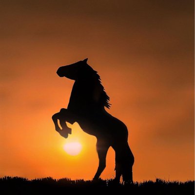 horse 😍📸