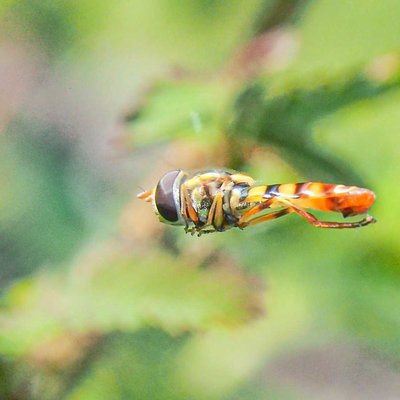 hoverflies  terbang
