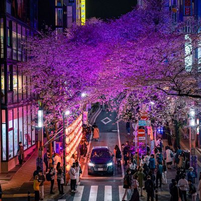 Cherry blossoms 