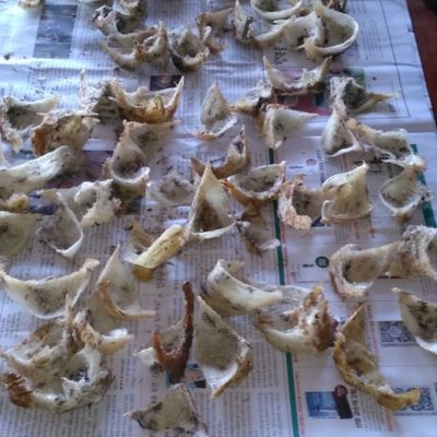 sarang burung walet 