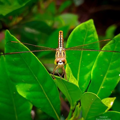 Dragonfly 📸