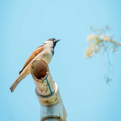 ready to fly