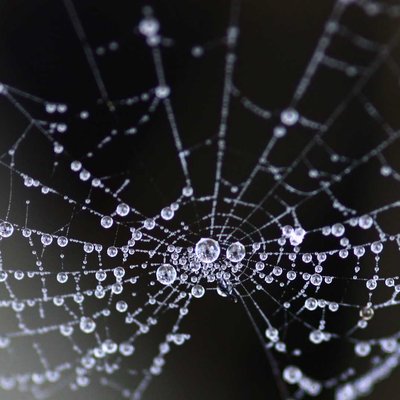 Wet Web