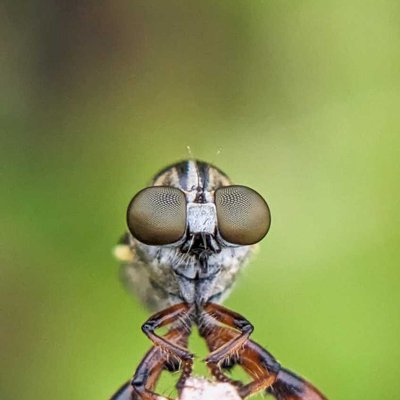 Robberfly