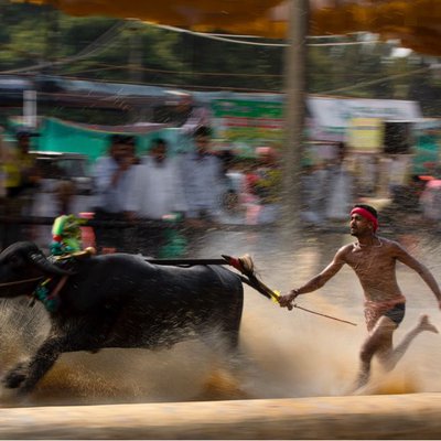 Kambala Bullock Race. 