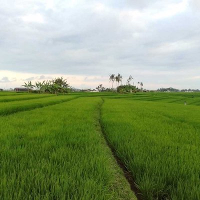Nature One