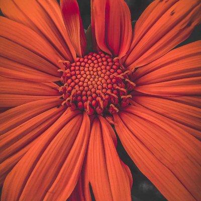 BLOOM