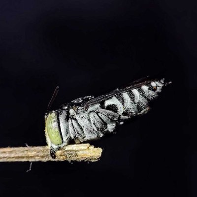 Apidae