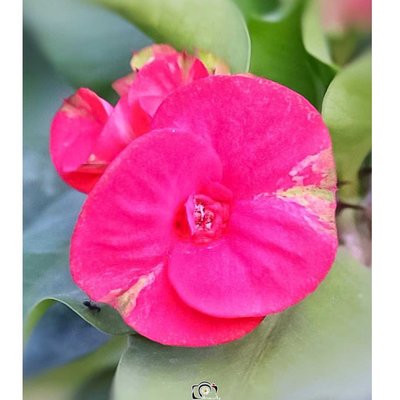 Mahkota Duri (Euphorbia Milii)