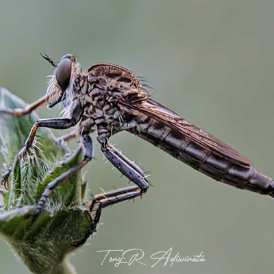 ROBBER FLY