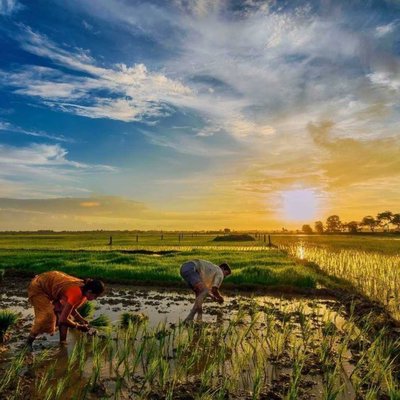 Cultivation