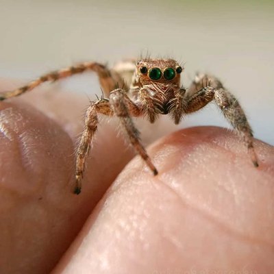 our New spideyy friend 