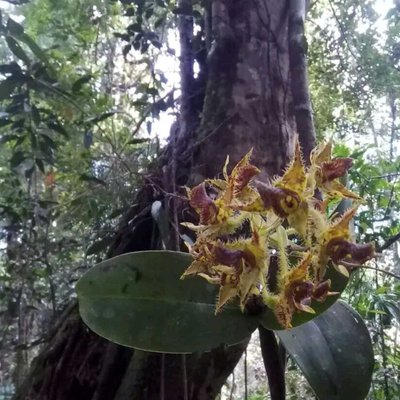 Dendrobium Microphyllum Var Ternatense