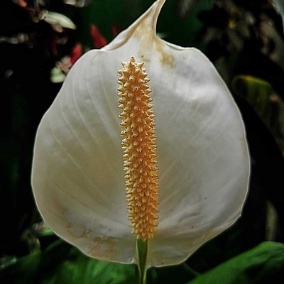 Lily Perdamaian 