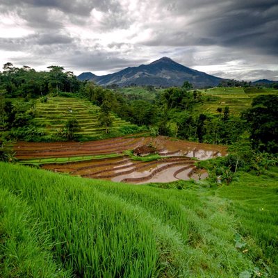 persawahan