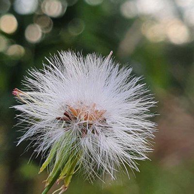 Bunga Sintrong