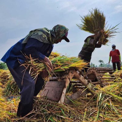 aktivitas petani