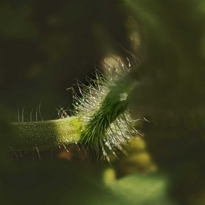 beautiful nature🌱