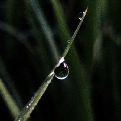 Morning Drops 