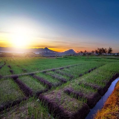 sunrise di sawah