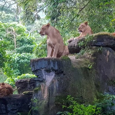 The Lion Family