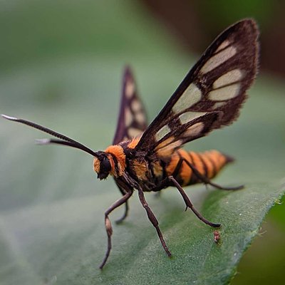 AMATA HUEBNERI