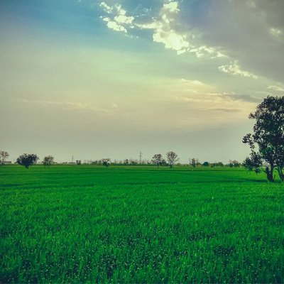 Field