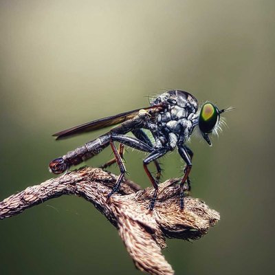 Robberfly 