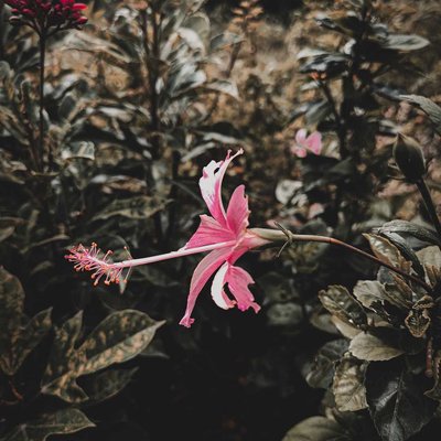 🌺❤️