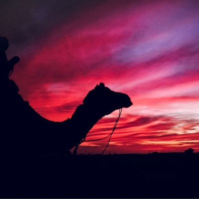 Desert Dusk & Camel
