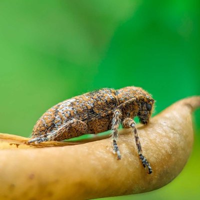 Mesosa