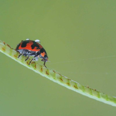 Ladybug Coccinella transversalis 