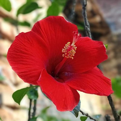 🌺🌺