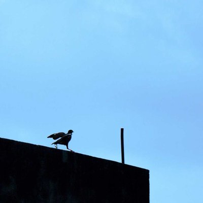 bird run