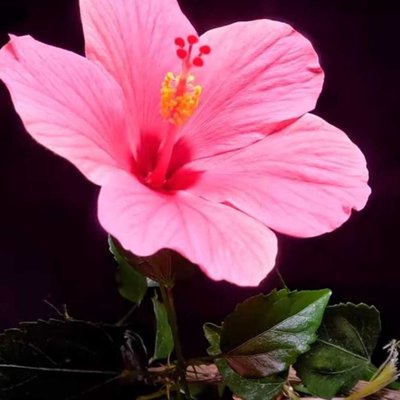 🌺