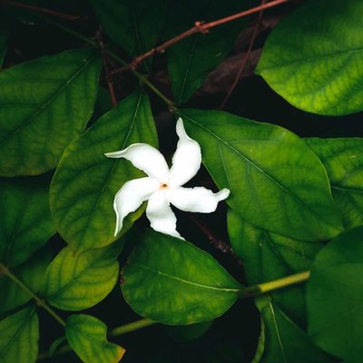 Flower photography 