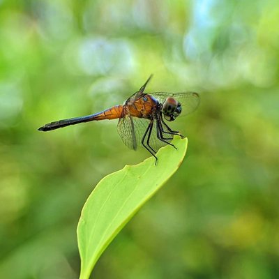 Dragon fly 🐝