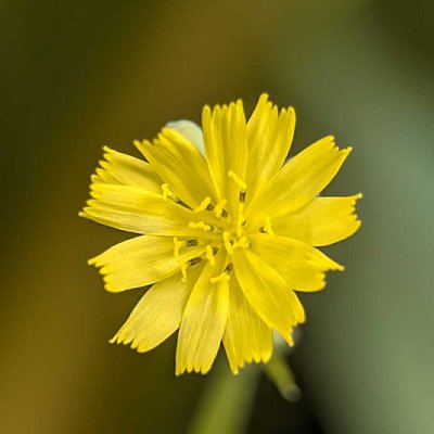 Youngia japonica