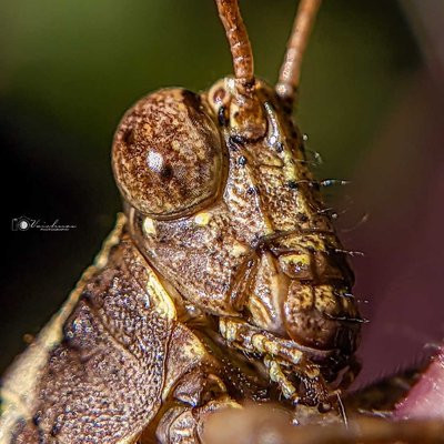 Those compound eyes 👀