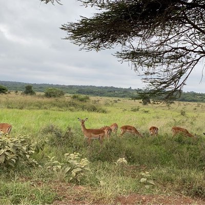 wildlife 