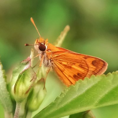 Potanthus omaha