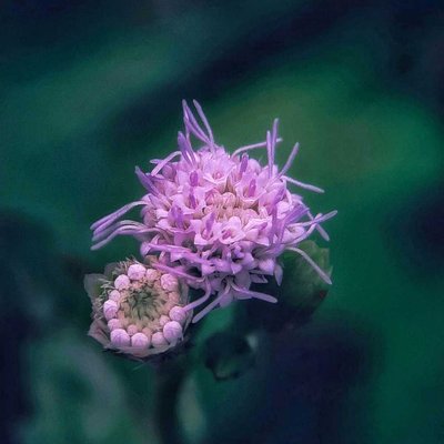 Bunga Rumput