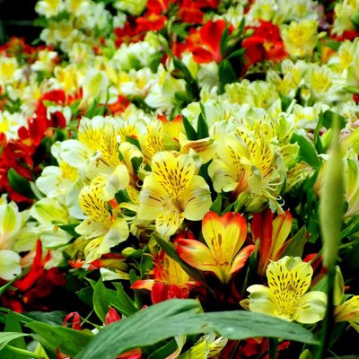 Floral Beauty