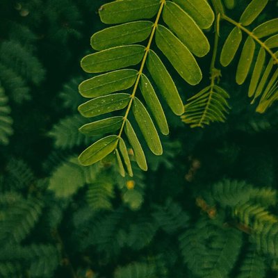 nature