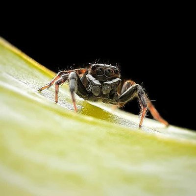 spider