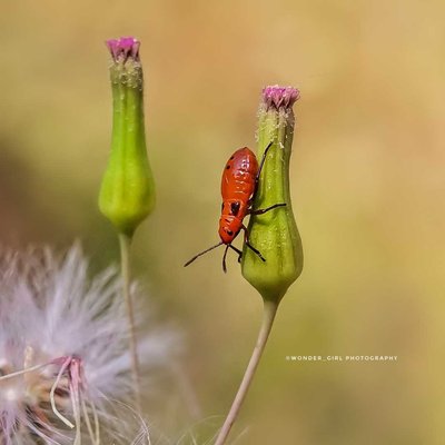 Milk weed Bug