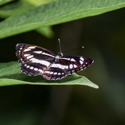 zebra Wing