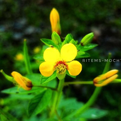 Cleome viscose