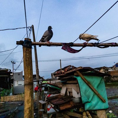 burung merpati