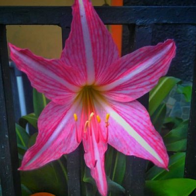 Amarilis